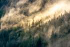 USA-Alaska-Tongass National Forest Fog on mountain forest Art Print